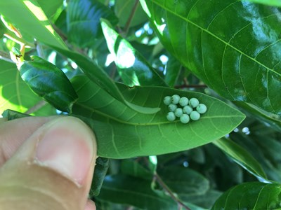 防治荔枝椿象　中市14農會收購卵片